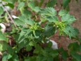 Stinging Nettle Beer